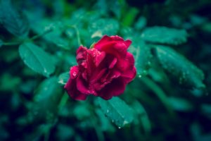 dark-leaves-raindrops-rose