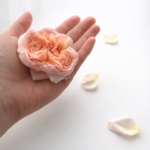 2026 冬限定メニュー｜Dolce Riposo（ドルチェ・リポーゾ）